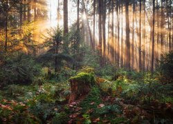 Las, Drzewa, Przebijające światło, Słoneczne, Omszały, Pień, Paprocie