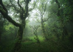 Las, Drzewa, Mgła, Trawa, Andaluzja, Hiszpania