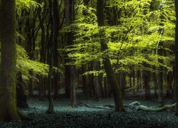 Zielony liściasty las