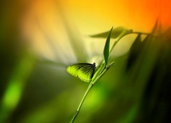 Zielony motyl na roślinie