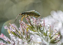 Zielony owad na roślince w kroplach wody z bliska