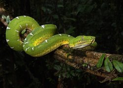 Zielony wąż boa - corallus batesii