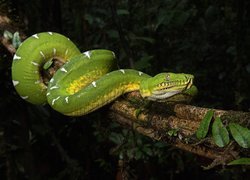 Zielony, Wąż, Boa, Corallus batesii, Drzewo