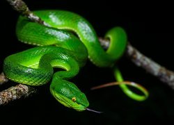 Zielony wąż na gałęzi