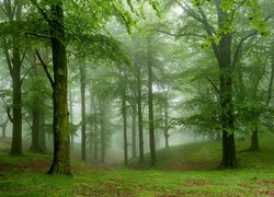 Zielony, Las, Drzewa, Mgła