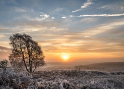 Anglia, Park Narodowy New Forest, Zachód słońca, Drzewa, Łąka