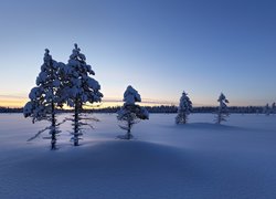 Finlandia, Laponia, Gmina Ylitornio, Zachód Słońca, Pola, Drzewa, Lasy, Zima
