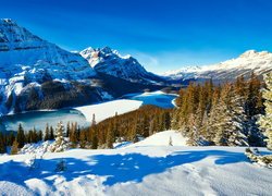 Zima w górach Canadian Rockies nad jeziorem Peyto Lake