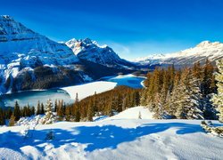 Zima, Jezioro Peyto Lake, Park Narodowy Banff, Góry Canadian Rockies, Lasy, Drzewa, Kanada