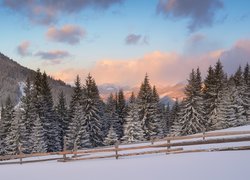 Góry Karpaty, Drzewa, Las, Zima, Ogrodzenie, Chmury, Ukraina