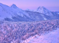 Zima, Góry Yatsugatake, Ośnieżone, Drzewa, Wyspa Honsiu, Japonia