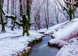 Park Narodowy Gorbea, Zima, Drzewa, Las, Rzeczka, Strumyk, Kraj Basków, Hiszpania