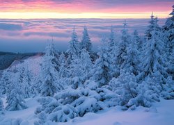Zima, Śnieg, Wschód słońca, Drzewa, Świerki, Góry, Karkonosze, Polska