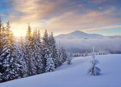 Zima w Karpatach z widokiem na szczyt Howerla – najwyższy szczyt Beskidów