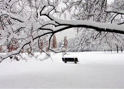 Park, Ławki, Drzewa, Zima