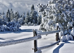 Niemcy, Schwarzwald, Zima, Drzewa, Płot, Śnieg