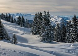 Zima, Góry, Zaśnieżone, Drzewa, Świerki, Hoch-Ybrig, Kanton Schwyz, Szwajcaria