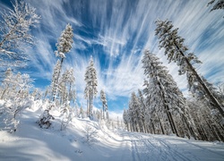 Zimowa droga z drzewami na tle nieba