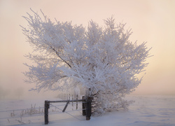 Zimowa mgła nad polami i samotnym oszronionym drzewem