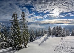 Zima, Ośnieżone, Świerki, Wzgórza