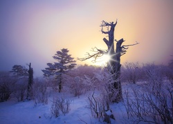 Zima, Promienie słońca, Drzewa