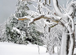 Zimowe pokręcone drzewo