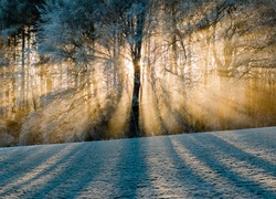 Zimowe promienie słońca przebijają się przez oszronione drzewa