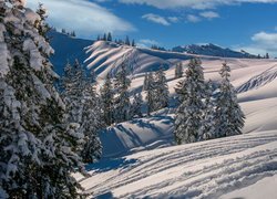 Góry, Zima, Drzewa, Świerki, Wzgórza, Ślady, Hoch-Ybrig, Kanton Schwyz, Szwajcaria