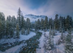 Zima, Góry, Canadian Rockies, Rzeka, Las, Drzewa, Mgła, Park Narodowy Banff, Alberta, Kanada