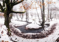 Zima, Park Narodowy Gorbea, Las, Drzewa, Rzeka, Kraj Basków, Hiszpania