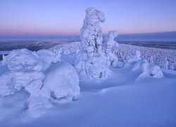 Zima, Zaśnieżone, Drzewa, Rezerwat Valtavaara, Laponia, Finlandia