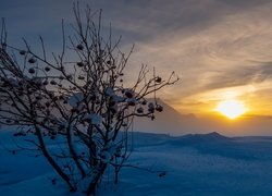 Zima, Góry, Krzew, Wschód słońca, Dolina Engadyna, Kanton Gryzonia, Szwajcaria