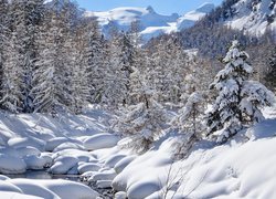 Szwajcaria, Kanton Gryzonia, Pontresina, Zima, Potok, Śnieg, Drzewa, Las