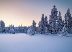 Rosja, Karelia, Park Narodowy Paanajarwi, Zima, Śnieg, Drzewa
