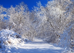 Zimowy krajobraz z drogą i drzewami