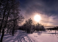 Zimowy krajobraz z drzewami i słońcem chylącym się ku zachodowi