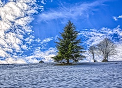 Zimowy krajobraz z drzewami