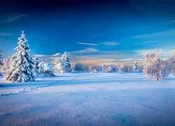 Zimowy krajobraz z ośnieżonymi drzewami