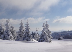 Zimowy krajobraz z ośnieżonymi świerkami na polu