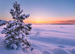 Zima, Drzewo, Śnieg, Zachód słońca