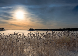 Zima, Wschód słońca, Pola, Śnieg, Uschnięte, Rośliny