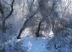 Zima, Las, Śnieg, Drzewa, Gałęzie