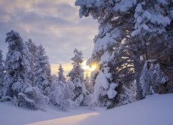 Zimowy las oświetlony wschodzącym słońcem