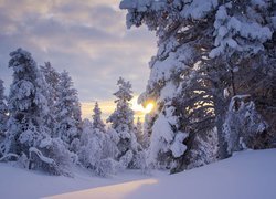 Ośnieżone, Drzewa, Wschód słońca, Zima