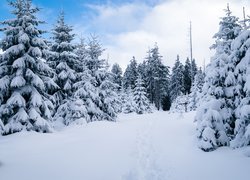 Zimowy las w Parku Narodowym Harzu
