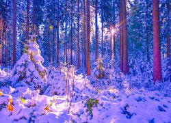 Las, Drzewa, Śnieg, Zaspy, Promienie słońca