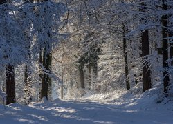 Zimowy las w słonecznym blasku