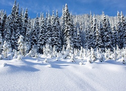 Zimowy las w śniegu
