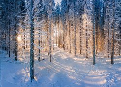 Zimowy las w świetle słońca