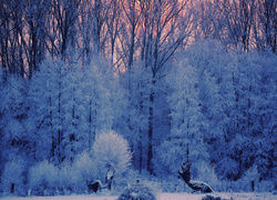 Las, Drzewa, Zima, Śnieg, Szron